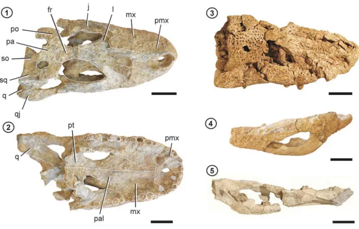 Fig 2.2). The external mandibular fenestra is large and low, but given the distortion of the material it might have been dorsoventrally higher in life (Fig