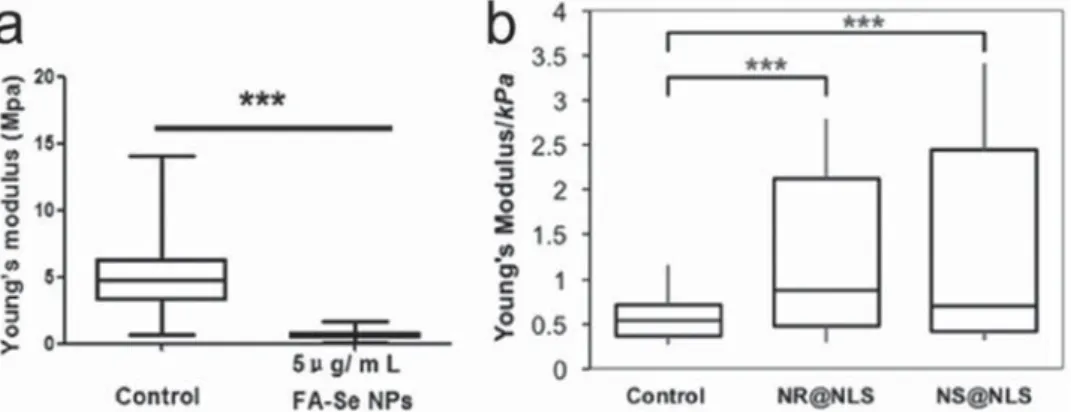 Figure 5.  NPs impair cell stiffness. a) Comparison of Young’s modulus (E) values between control and SeNPs-treated MCF-7 cells