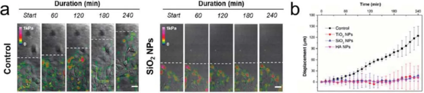 Figure 6.  NP inﬂuence on cell migration. a) Brightﬁeld images show retardation of cell sheet migration of TR146 epithelial cells in the presence of SiO 2
