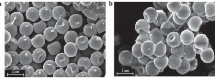 Figure 4. Average ⟨ R g ⟩ as a function of time for di ﬀ erent microparticles. In particular, black squares refer to nonswollen core microparticles, red squares to nonswollen core − shell microparticles, and green squares to swollen core − shell microparti