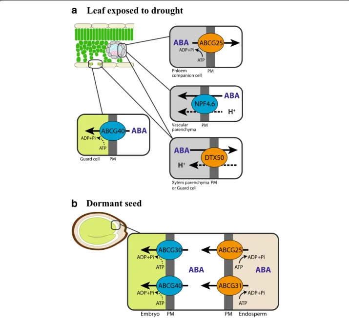 Fig. 2. ABA transporters in the leaf exposed to drought and in the dormant seed. Transporters that mediate efflux of ABA are marked in orange, and transporters that mediate influx of ABA are marked in blue