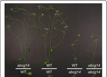 Fig. 3. Retarded growth phenotype of cytokinin transporter mutant abcg14. Reciprocal grafting experiments support a role of ABCG14 in root-to-shoot transport of cytokinin, which is crucial for normal growth and development of the shoot