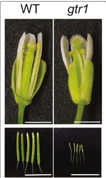 Fig. 4. Reproductive organ phenotypes of GA/JA-Ile transporter mutant gtr1. Stamen growth is defective (top panel) and seed production is reduced (bottom panel) in the gtr1 mutant