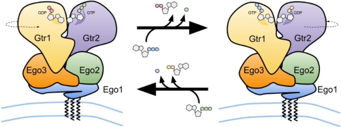 Figure 3. Schematic representation of the vacuolar membrane-bound budding yeast Ego1–Ego2–Ego3  ternary complex (EGO-TC), and of the conformational change of the EGO-TC-associated Gtr1–Gtr2  heterodimer following the exchange of GDP for GTP on Gtr1 and GTP