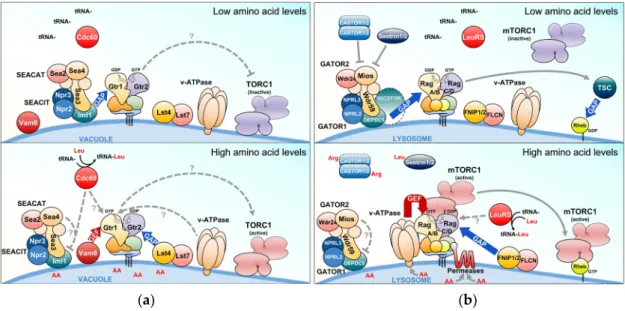 Figure 4. The Rag GTPase signaling network in yeast and mammals. (a,b) Upstream regulators that  antagonize (when amino acids are limiting; upper panels) or stimulate (when amino acids are  abundant; lower panels) the Rag GTPase- target of rapamycin comple