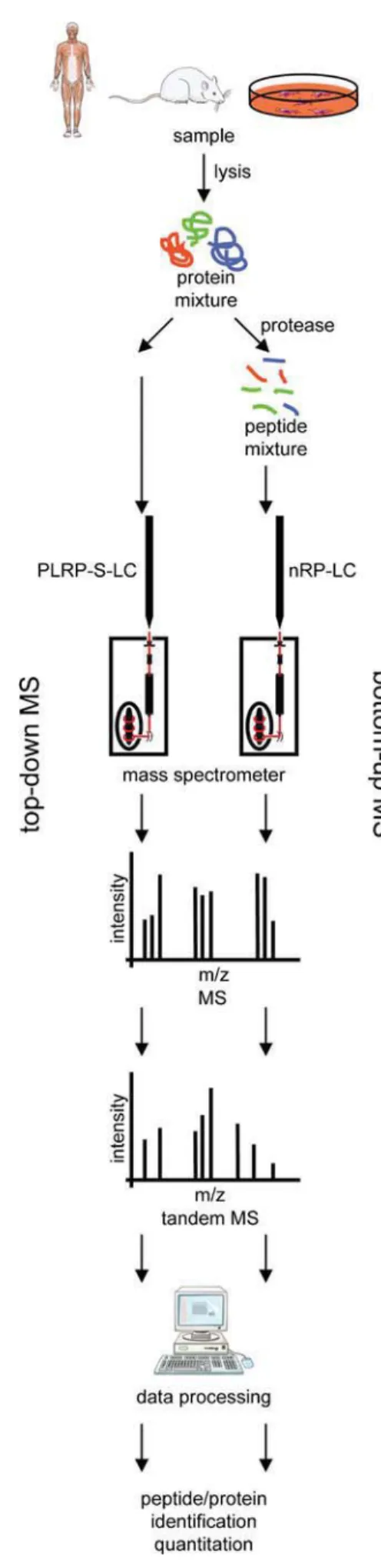 Fig. 1 Mass spectrometry (MS)-based proteomic workflows. MS is employed to study proteins and peptides