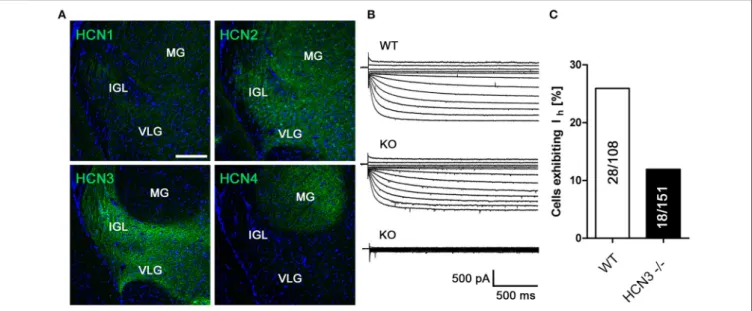 FIGURE 3 | HCN3 channels are expressed in the intergeniculate leaflet and contribute to I h 