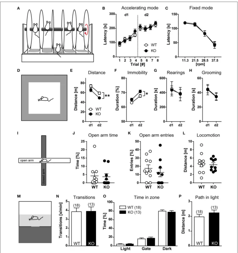 FIGURE 5 | Behavioral characterization of HCN3 −/− mice (part 1). (A) Schematic of the rotarod test