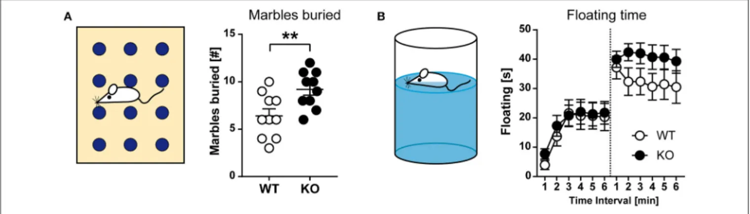 FIGURE 6 | Behavioral characterization of HCN3 −/− mice (part 2). (A) Marble burying test