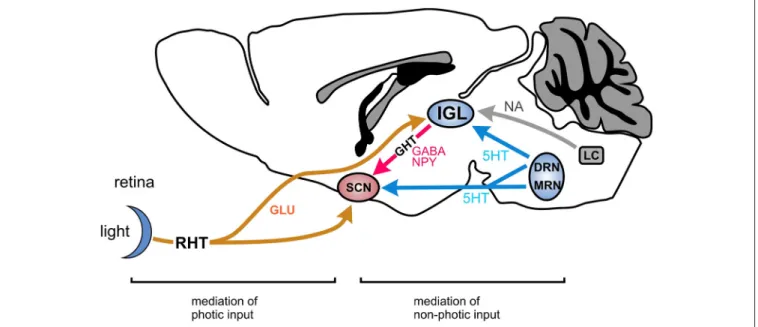 FIGURE 1 | Main pathway of the circadian system in mammals involving the SCN and the IGL