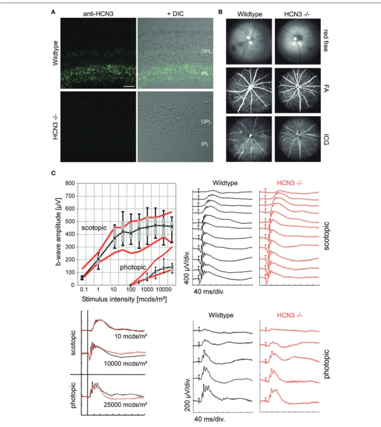 FIGURE 2 | Characterization of retinal structure and function in HCN3 −/− mice. (A) Expression of HCN3 in the retina