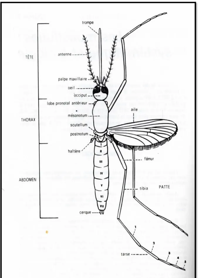 Figure 3: Morphologie schématique des diptères nématocères ( Anonyme 1 ). 