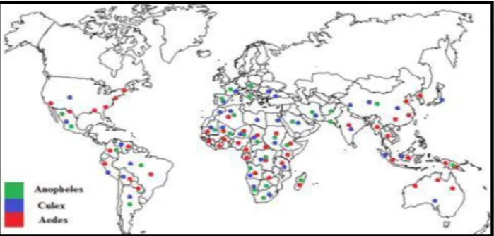 Figure 13 : Distribution géographique des moustiques dans le Monde (Labed, 2019). 