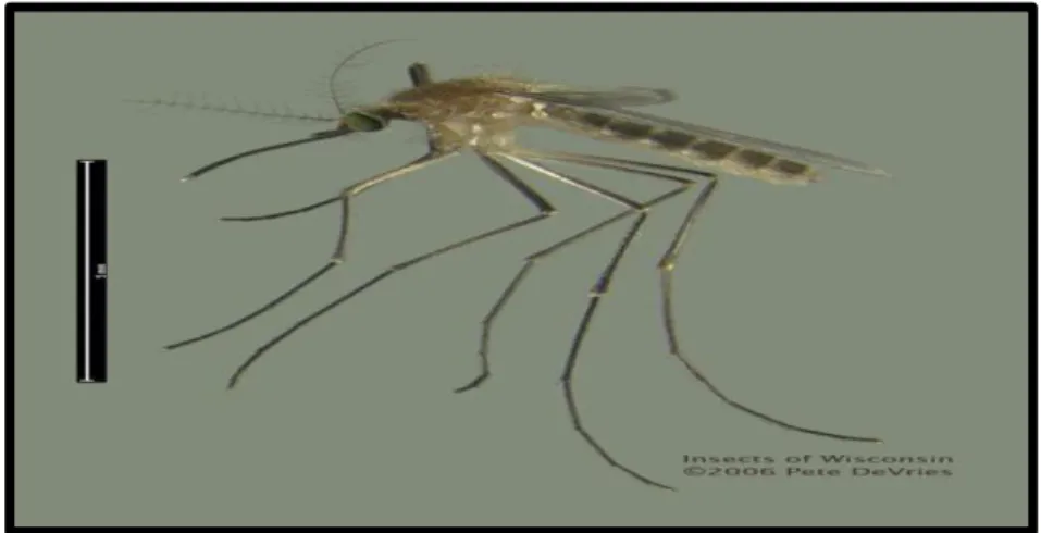 Figure 16 : Femelle adulte d’Aedes albopictus (Bagny, 2009) 
