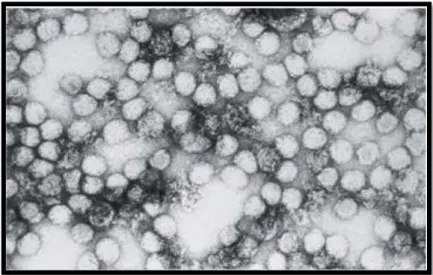 Figure 18 : Virus Amaril (Bourée et al., 2011). 