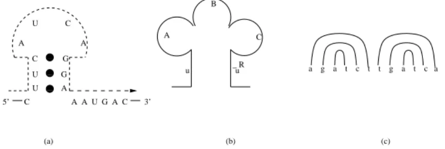 Figure 1. Intramolecular structures: (a) stem and loop (b) cloverleaf (c) dumbbell