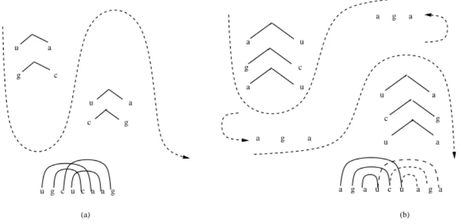 Figure 2. Intramolecular structures: (a) pseudoknot structure (b) attenuator