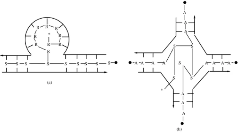 Figure 4. Intermolecular structures: (a) R-loops (b) holliday structure
