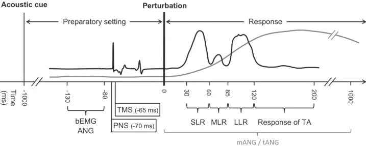 Fig. 1. Experimental procedure. Black line is representing an exemplary EMG signal of m