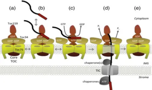 Figure 3.  Preprotein import  at the TOC complex.  (a)  The core  of the TOC complex consists  of  two  GTPase receptors Toc159 and Toc34 and a channel protein Toc75. (b) The GTPase receptors Toc159  and Toc34 recognize and bind the transit peptide of the 