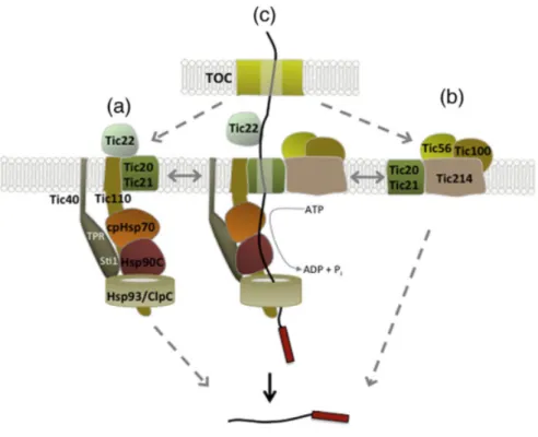 Figure 6. Model of the import of preproteins for the TIC complex. (a) Tic22 bound the preproteins  from the TOC complex, Tic40 and Tic110 participate to the assembly of stromal chaperones to form  the  import  motor.  (b)  The  1MD  complex  consisting  of