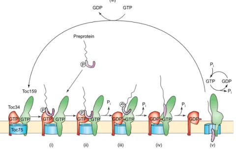 Figure  8.  The  motor  hypothesis.  GTP‐bound  Toc34  recognizes  and  binds  the  phosphorylated  C‐
