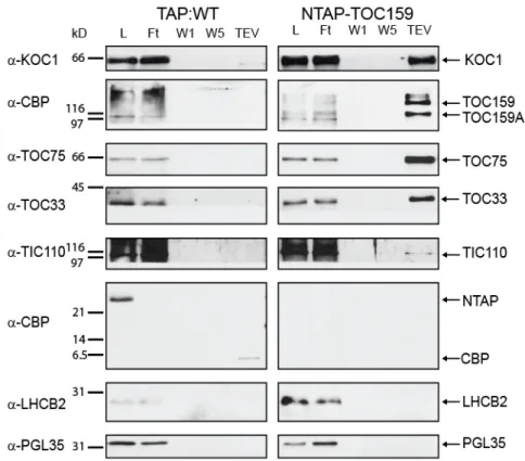 Figure  9.  KOC1  co‐purified  with  TOC159  and  TOC  complex  components.  Sequential  fractions  of  NTAP‐TOC159  IgG  affinity  purification  were  analyzed  by  Western  blotting.  The  membrane  was  probed  with  antibodies  against  KOC1,  CBP,  TO