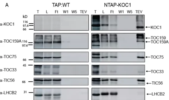 Figure 10. TOC complex components co‐purified with KOC1. Sequential fractions of the IgG affinity  purification  of  NTAP‐KOC1  were  analyzed  by  Western  blotting.  The  membrane  was  probed  with  antibodies  against  KOC1,  TOC159A,  TOC75,  TOC33,  