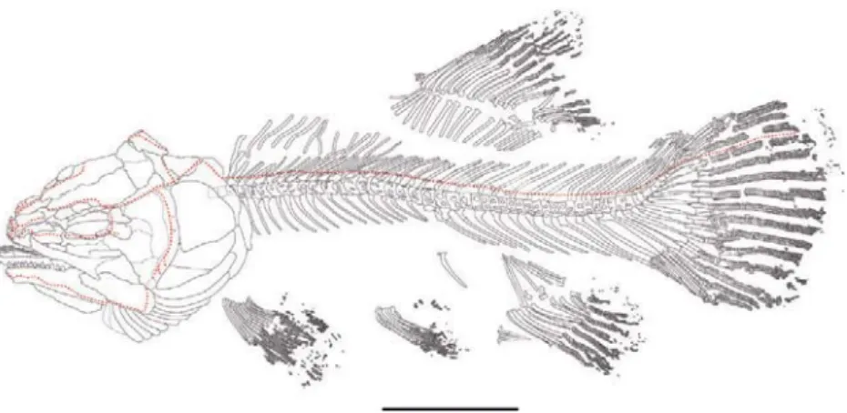 Figure 8.  Hispanamia newbreyi gen. nov., sp. nov. Axial skeleton of specimen MCCM LH 9645a (holotype)