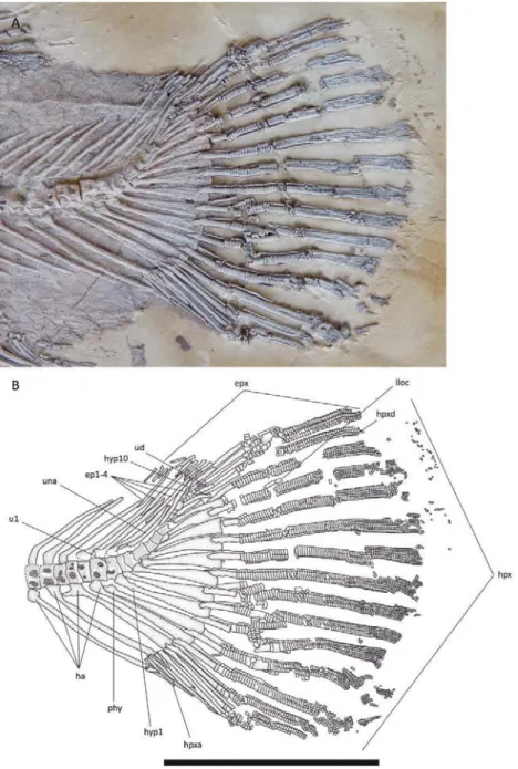 Figure 10.  Hispanamia newbreyi gen. nov., sp. nov. (A) caudal fin from specimen MCCM LH 9645a (holotype) slightly  coated with ammonium chloride