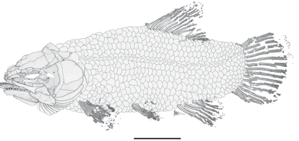 Figure 11.  Hispanamia newbreyi gen. nov., sp. nov. Interpretative drawing of scale organization in specimen MCCM  LH 9645a (holotype)