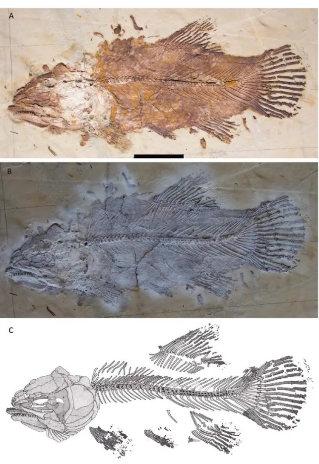 Figure 1.  Hispanamia newbreyi gen. nov., sp. nov. (A) specimen MCCM LH 9645a (holotype)