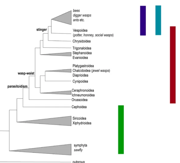 Figure 1 The phylogeny of Hymenoptera (modified from [1,8]). Parasitic wasps have evolved  from their  herbivorous ancestors (i.e