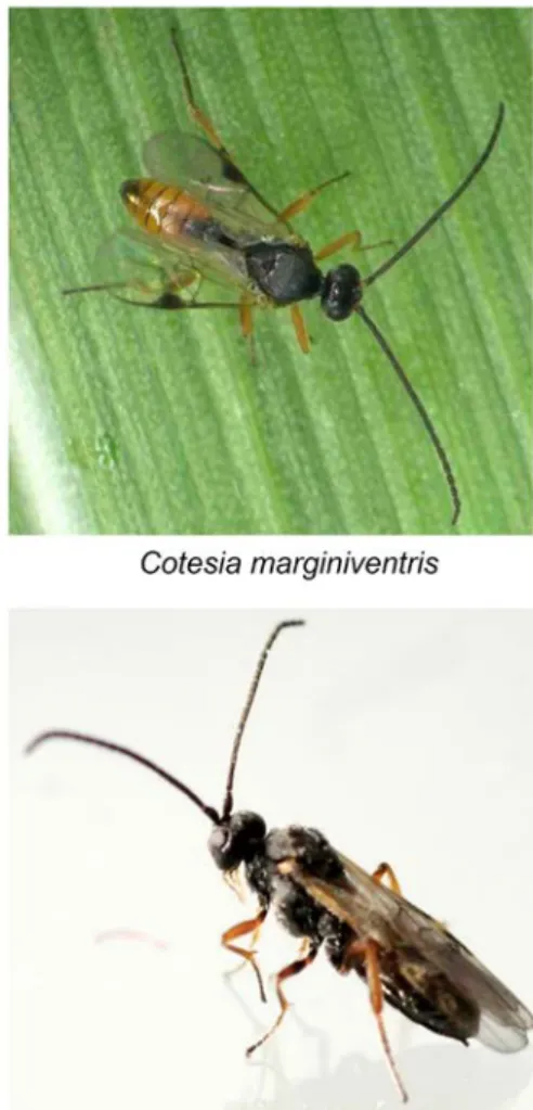 Figure 2 The parasitoid species used in the thesis. 