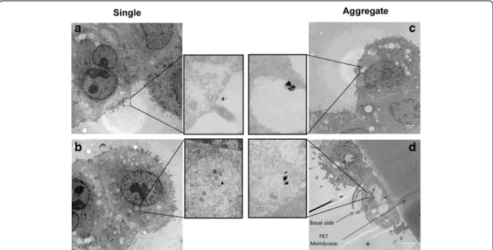 Fig. 6 Cellular localization of single and aggregated AuNPs. a Single AuNPs attached to the outer apical cell surface