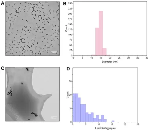 Fig. S5 TEM characterization of single and aggregated AuNPs in suspension: A. TEM image of single AuNPs