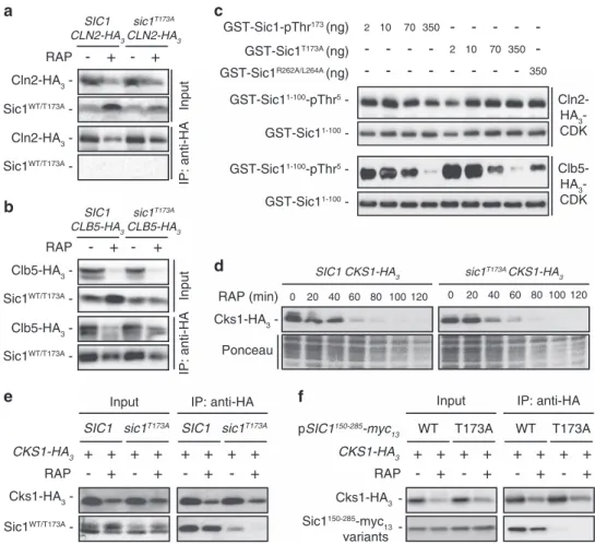 Figure 2 Sic1-pThr 173 acts as a docking site for Cks1. (a, b) Sic1 and Sic1 T173A bind Clb5 but not Cln2