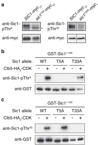 Figure S1 In vivo and in vitro specificity of the anti-Sic1-pThr 5 /-pThr 33  antibodies