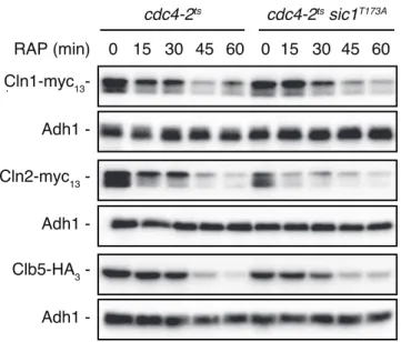 Figure S2 Sic1 T173A -expressing cdc4-2 ts  cells are not defective in the clearance of Cln1, Cln2 or Clb5 when  treated with rapamycin