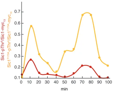 Figure S4 Proliferating, Sic1 T173A -expressing cells exhibit enhanced levels of Cln-/Clb5/6-CDK activity