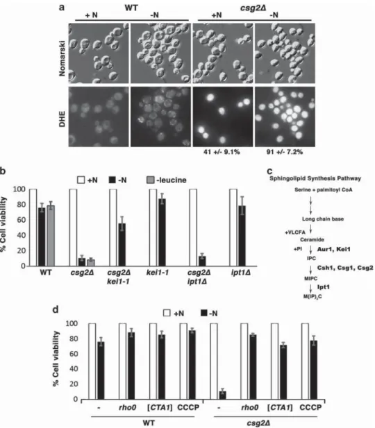 Figure 1 Increased ROS production during nitrogen deprivation leads to rapid cell death of csg2 Δ cells