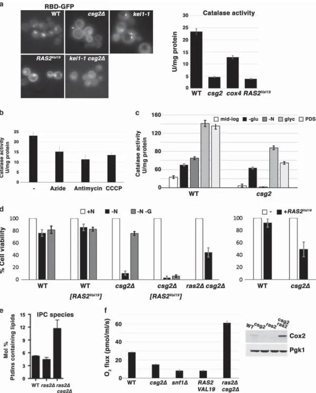 Figure 4 Ras2 signaling is dysregulated by sphingolipid accumulation in csg2 Δ cells. (a) Ras is activated in csg2 Δ cells as assayed by RBD-GFP localization (left panel).