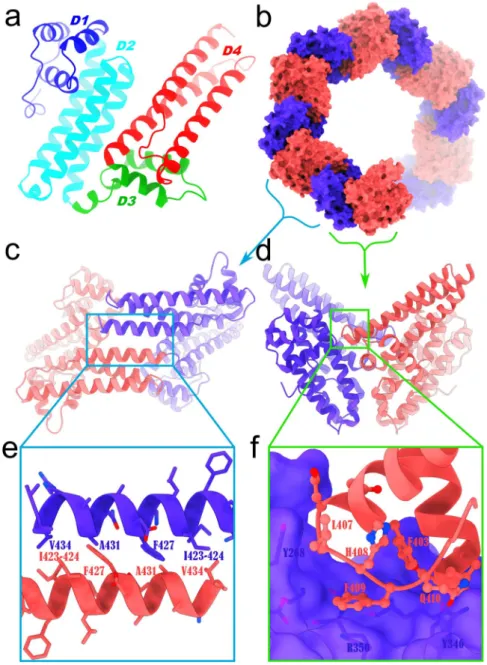 Figure 1.  Structure and packing of BTA121. (a) BTA121 consists of four domains (D1, blue, 164–214; D2, cyan,  215–299; D3, green, 300–344; D4, red 345–435) and each domain has three alpha helices