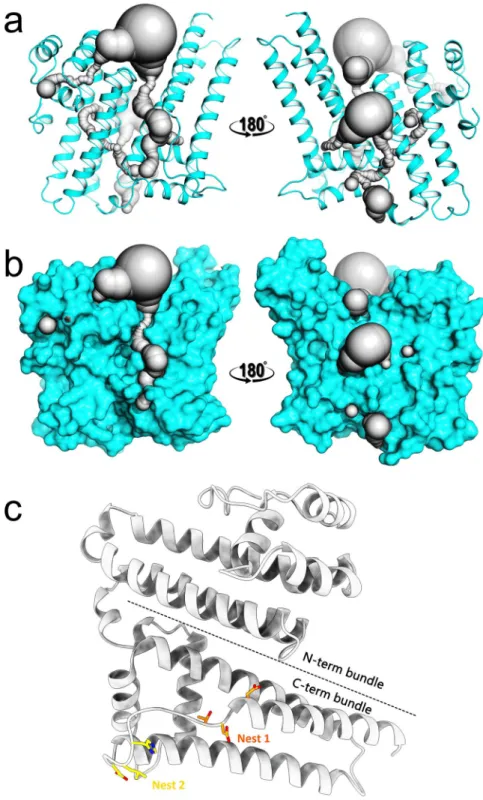 Figure 2.  BTA121 monomer has tunnels, and nests. (a) Ribbon diagram of BTA121 in cyan with the  interconnected tunnels and cavities shown as gray surface