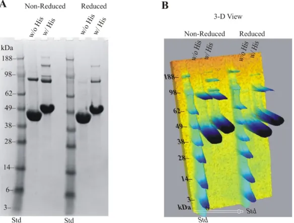 Figure S2: A) SDS-page gel showing purity of BTA121, visualized by Coomassie blue staining