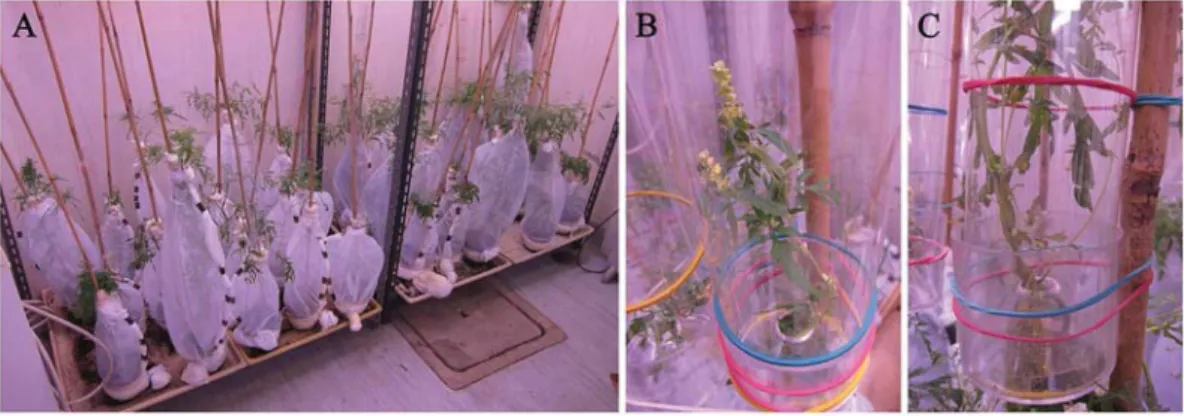 Figure 1. (A) Control and exposed plants caged with partially transparent insect-free white tissue