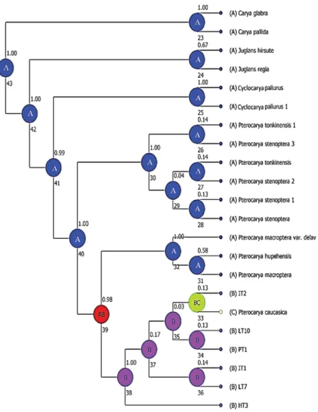 Figure 4. Ancestral state reconstructions ITS region of species Pterocarya with species of the genera Cyclocarya, Carya and Juglans