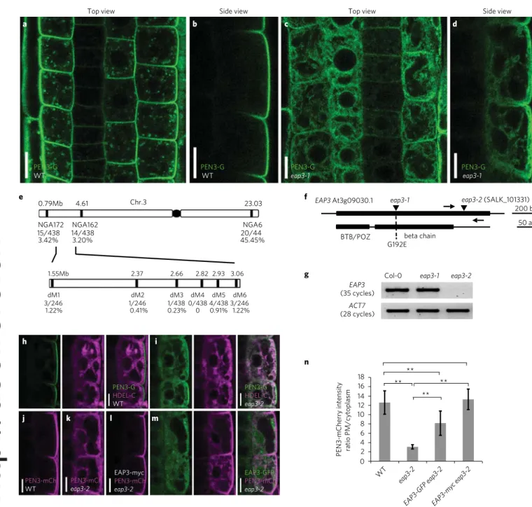 Fig. 1 |  eap3 mutations affect a cytosolic BTB/POZ-domain protein. a–d, PEN3-GFP (PEN3-G) in Col-0 wild type (a,b) and  eap3-1  (c,d)