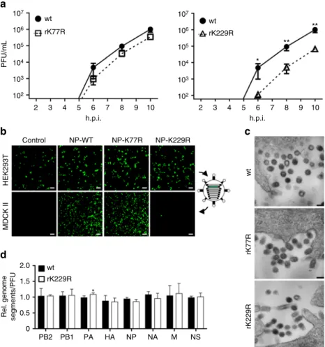 Fig. 3 Mimicking non-acetylated K229 of SC35M NP negatively affects particle release but not genome packaging