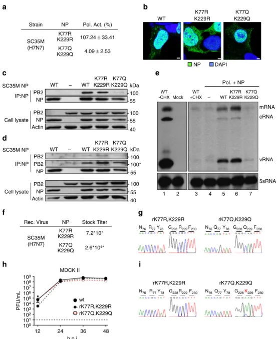 Fig. 5 Mimicking concurrent acetylation at K77 and K229 of SC35M NP is not tolerated by the virus